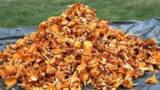 How to find 20 kg chanterelles in a day Lets follow the Chanterelle king for a day [upl. by Aztinaj]