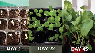 How to grow Rocket Salad in just 45 days [upl. by Manup514]