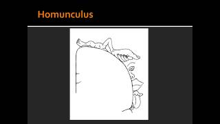 Homunculus  Sensory and Motor Areas in Cerebral Coretex [upl. by Ellenet]