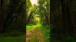 Floresta Verde 💚 shortsfeed shortsviral shortsvideo shorts short shortsyoutube shortvideos [upl. by Ruhtracam]