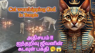 Cat Worship God  Cats Unique Connection to God  Cat Worship in Mandir  Egyptian Cat Worship [upl. by Ulises365]