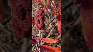 SUMAC [upl. by Harod]