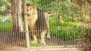 Asian lion roaring scaring a child It is Panthera Leo Persica or P Leo Leo [upl. by Wohlen]