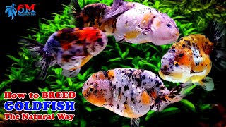 How to Breed Goldfish Naturally [upl. by O'Toole]