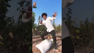 Tinga tinga song comedy surajroxfunnyvibeo funny [upl. by Winola]