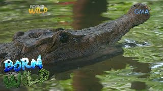 Born to be Wild Doc Nielsen examines a 79yearold Philippine freshwater crocodile [upl. by Anawait]