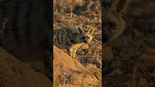 Aardwolf Facts  Interesting Facts about Aardwolf  Shorts [upl. by Lymn]