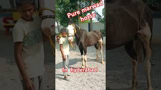 Marwad horse show in hyderabadakramdairyfarm SpindleHorse BlvckHorseTVgalaxys3hassan [upl. by Emad]