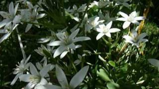 Star of Bethlehem Flower [upl. by Ardnassac]