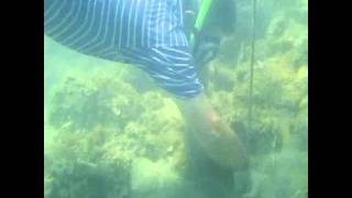 How to catch a bobbit worm 3 Meereswurm Eunice Aphroditois Veliki Morski Crv [upl. by Analli]