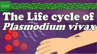 Life cycle of Plasmodium vivax protozoa biology flagella plasmodium lifecycle ntend6435 [upl. by Enowtna]