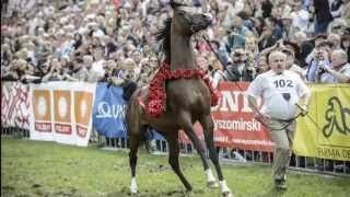 Pride of Poland Janów Podlaski 2014 [upl. by Skipp]