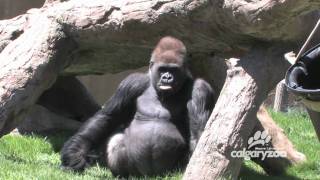 Calgary Zoo  Gorillas  BizBOXTV  Funny animal video videos [upl. by Aeli944]