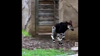 WATCH Baby okapi explores habitat at San Antonio Zoo [upl. by Brandais379]