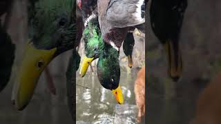 7 GREENHEADS and a GOOD BOY shorts waterfowl duckhunting [upl. by Prosser]