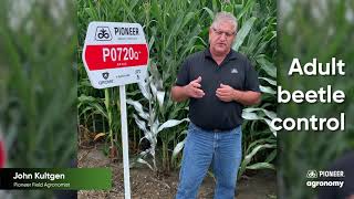 Best Practices for Managing Corn Rootworm  Truth In Triples [upl. by Antonella373]