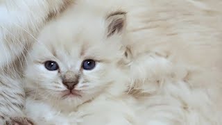 Adorable Siberian Kittens 3 12 weeks old 😍😍 kittens toocute [upl. by Burch857]