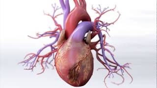 What is Coronary Artery Disease  Mechanism of Disease [upl. by Niwrehs]