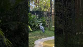 Shoebill stork [upl. by Atsyrc566]