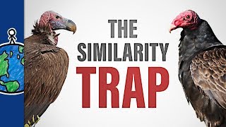 The Similarity Trap [upl. by Lobell]