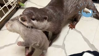 Mama Otter Leaves Her Babies with Human [upl. by Randal168]