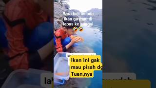 Ikan sayang pada tuannya funny memes lucu overlay animasi [upl. by Ahsiuqram]