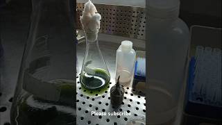 Filamentous algae scienceexperiment algae [upl. by Akcire361]