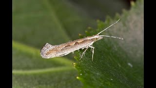 Diamondback Moth DBM  Plutella Xylostella [upl. by Lanae923]