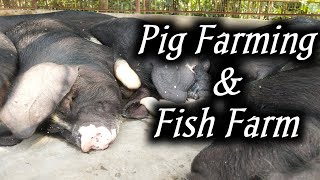 Pig Farm In Assam amp Water Stock With Fish Farming Idea [upl. by Sedgewake]