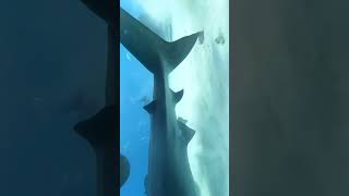 Redirecting Sharks A Busy Ocean Adventure🦈🌟🐬🦈🤿🌊shorts shortsfeed shortvideo viralvideo trending [upl. by Ekard]