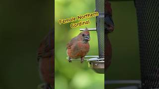 Observe the Charming Female Northern Cardinal at the Bird Feeder cardinal songbird shorts [upl. by Melantha]