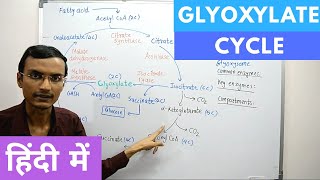 Glyoxylate Cycle in Hindi [upl. by Akeihsal]