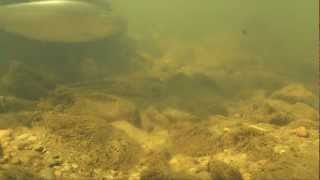 Herring Swimming up Rock Creek at P Street Bridge [upl. by Otnicaj974]