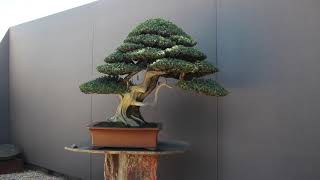 Conifer Bonsai inspiration [upl. by Kcire]