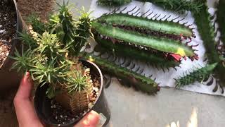 Euphorbia Propagation Projects [upl. by Ainot197]