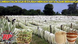 WOW SISA DAUN AGAVE DARI PROSES TEQUILA  TERNYATA DAPAT DIBUAH MENJADI SERAT SISAL YANG BERHARGA [upl. by Aillicirp694]