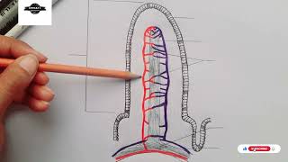 Structure of Villus  Diagram of villus  Small intestine villi [upl. by Jewel]