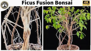 Ficus Fusion Bonsai  With 4 Years of Progress  Ficus Benjamina Bonsai [upl. by Grekin]