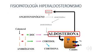 ENDORINOLOGÍA 10 Hipertensión de Causa Endocrina [upl. by Iain]