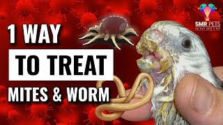 How to get rid of bird mites amp worm 🐞💀  How to use MoxiVet [upl. by Nylynnej]