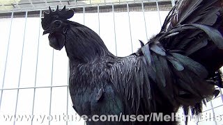 Poules et Coqs Cémani  Ayam Cemani  Ebony Chicken  Exposition Avicole dÉvreux 2020 [upl. by Ojeibbob]