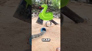 Perangkap yang bagus Endingnya mengharukan 😭 snake ularular smartphone ularlangka funny [upl. by Nerraj609]