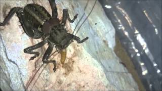 Acanthoplus longipes Armoured bush cricket feeding [upl. by Natelson]