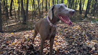 Zeeker Walks  Autumn Forest  October 12 2024 [upl. by Cutcliffe]