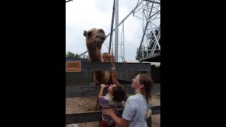 Feeding Camels at Cedar Point [upl. by Martz872]