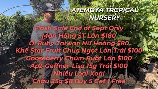 Atemoya Nursery September 2024 Flash Sale [upl. by Marler]