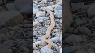 Another Slippery Dude snake snakevideo garden [upl. by Barta715]