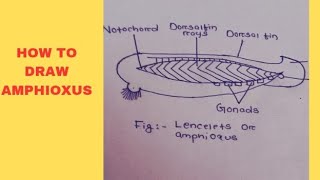 How to draw amphioxusDraw easily amphioxus by SM education [upl. by Kobe8]