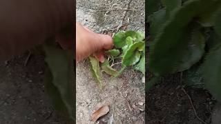 Begonia cucullata in the concrete shorts [upl. by Labaw]