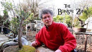 Re Potting My Large Native Red Maple Bonsai Part 2 April 2019 [upl. by Tavish]